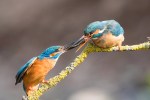Fotobehang kleurrijke ijsvogels_465156998_DS